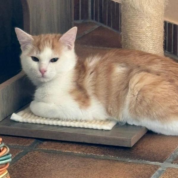 Europäische Hauskatze